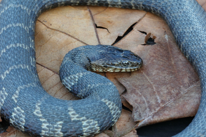 Northern Water Snake